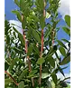 Erdbeerbaum | Arbutus unedo