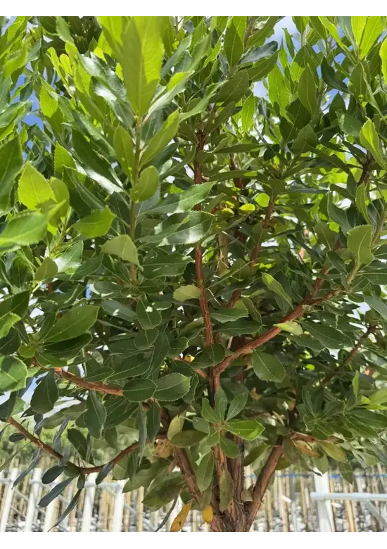 Erdbeerbaum | Arbutus unedo