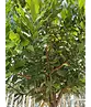 Erdbeerbaum | Arbutus unedo