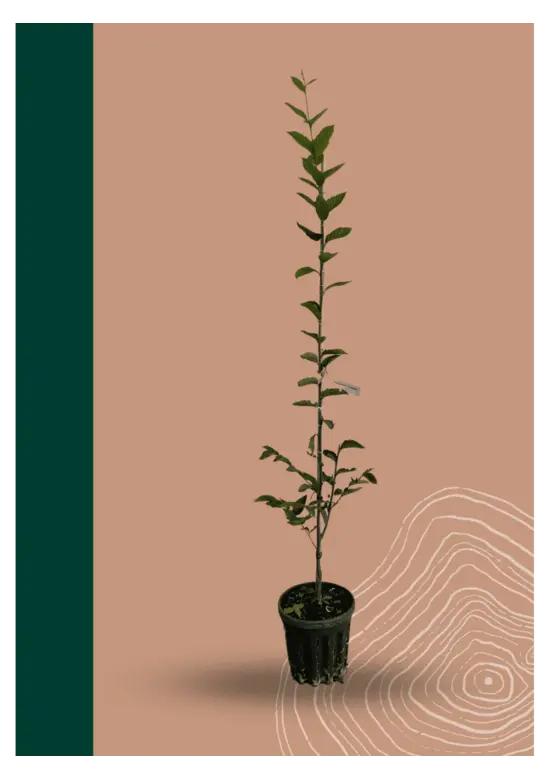 Pyramidenhainbuche Hochstamm | Carpinus betulus 'Fastigiata'