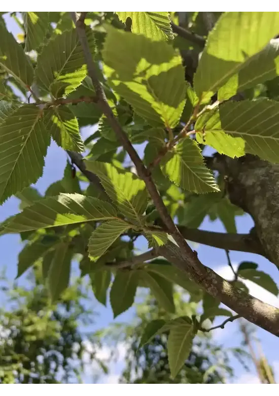 Pyramidenhainbuche Hochstamm | Carpinus betulus 'Fastigiata'