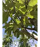 Pyramidenhainbuche Hochstamm | Carpinus betulus 'Fastigiata'