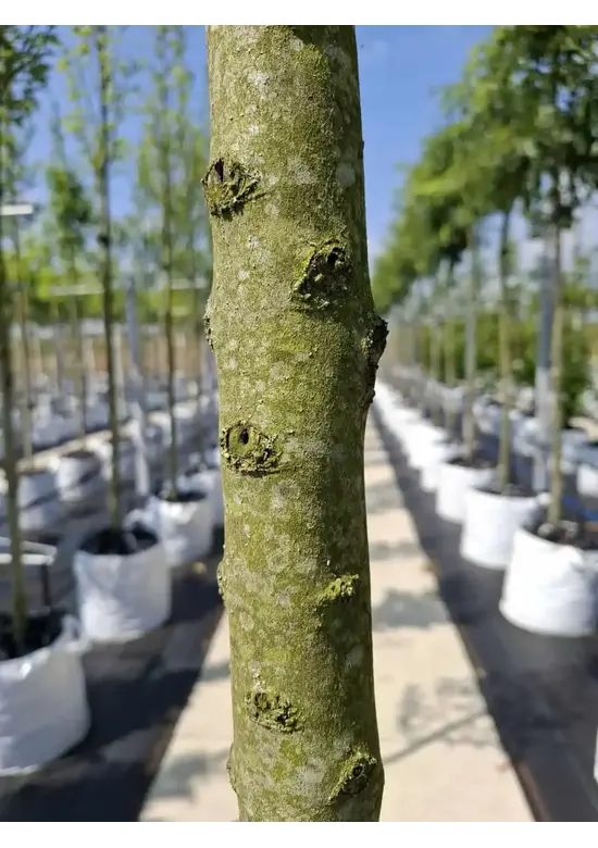Pyramidenhainbuche Hochstamm | Carpinus betulus 'Fastigiata'