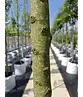 Pyramidenhainbuche Hochstamm | Carpinus betulus 'Fastigiata'
