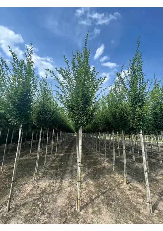 Pyramidenhainbuche Hochstamm | Carpinus betulus 'Fastigiata'