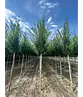 Pyramidenhainbuche Hochstamm | Carpinus betulus 'Fastigiata'