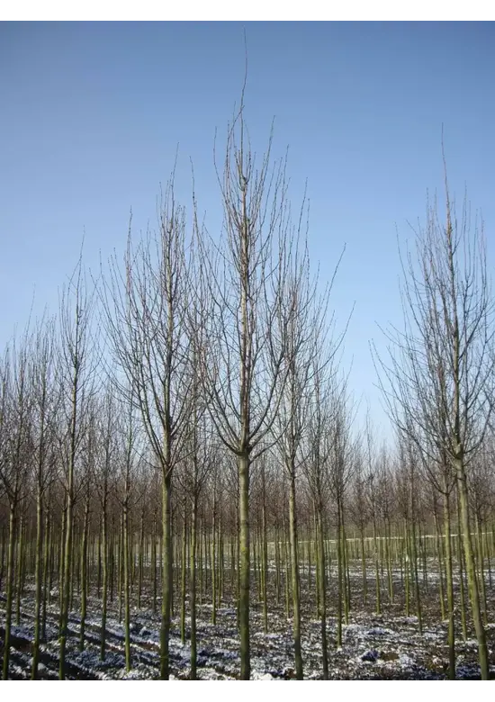Pyramidenhainbuche Hochstamm | Carpinus betulus 'Fastigiata'