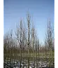 Pyramidenhainbuche Hochstamm | Carpinus betulus 'Fastigiata'