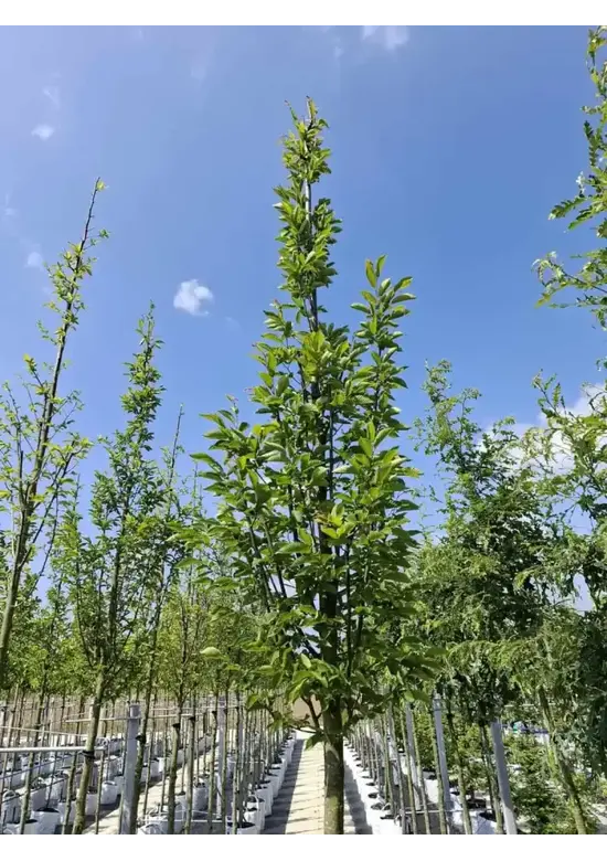 Pyramidenhainbuche Hochstamm | Carpinus betulus 'Fastigiata'