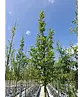 Pyramidenhainbuche Hochstamm | Carpinus betulus 'Fastigiata'