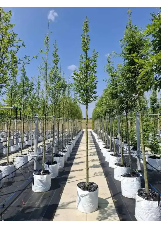 Pyramidenhainbuche Hochstamm | Carpinus betulus 'Fastigiata'