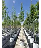 Pyramidenhainbuche Hochstamm | Carpinus betulus 'Fastigiata'