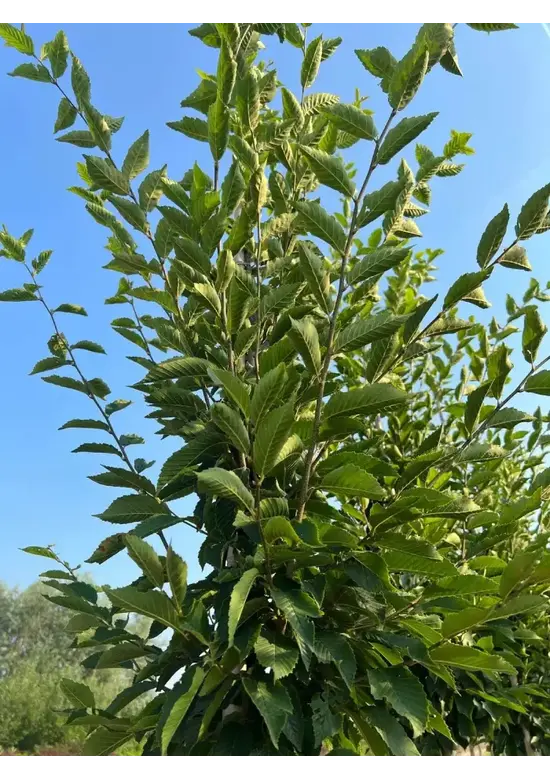 Pyramidenhainbuche Hochstamm | Carpinus betulus 'Fastigiata'