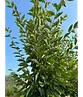 Pyramidenhainbuche Hochstamm | Carpinus betulus 'Fastigiata'