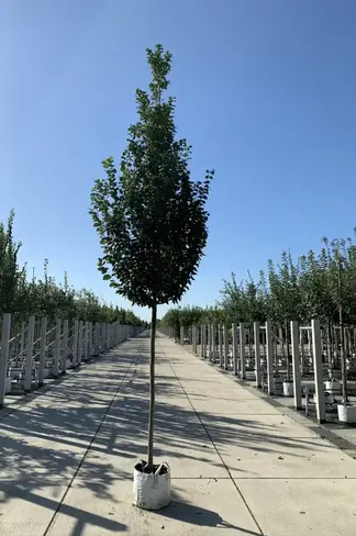 Pyramidenhainbuche Hochstamm | Carpinus betulus 'Fastigiata'