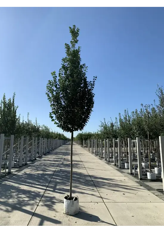 Pyramidenhainbuche Hochstamm | Carpinus betulus 'Fastigiata'