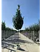 Pyramidenhainbuche Hochstamm | Carpinus betulus 'Fastigiata'