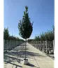 Pyramidenhainbuche Hochstamm | Carpinus betulus 'Fastigiata'