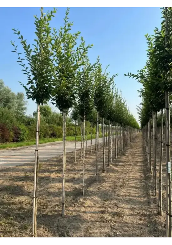 Pyramidenhainbuche Hochstamm | Carpinus betulus 'Fastigiata'