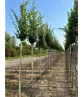 Pyramidenhainbuche Hochstamm | Carpinus betulus 'Fastigiata'