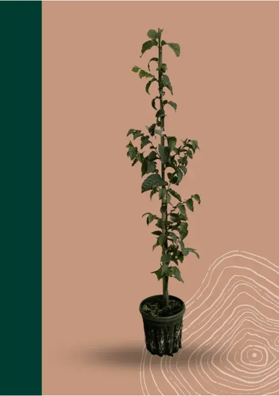 Hainbuche 'Frans Fontaine' | Carpinus betulus 'Frans Fontaine'