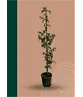 Hainbuche 'Frans Fontaine' | Carpinus betulus 'Frans Fontaine'