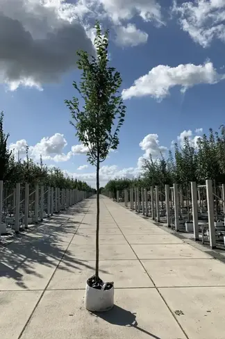 Hainbuche 'Frans Fontaine' | Carpinus betulus 'Frans Fontaine'