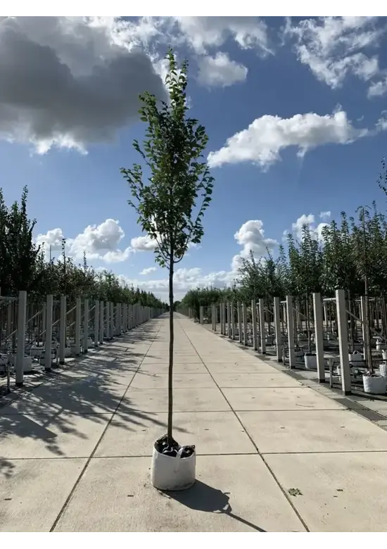 Hainbuche 'Frans Fontaine' | Carpinus betulus 'Frans Fontaine'