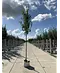 Hainbuche 'Frans Fontaine' | Carpinus betulus 'Frans Fontaine'