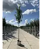 Hainbuche 'Frans Fontaine' | Carpinus betulus 'Frans Fontaine'