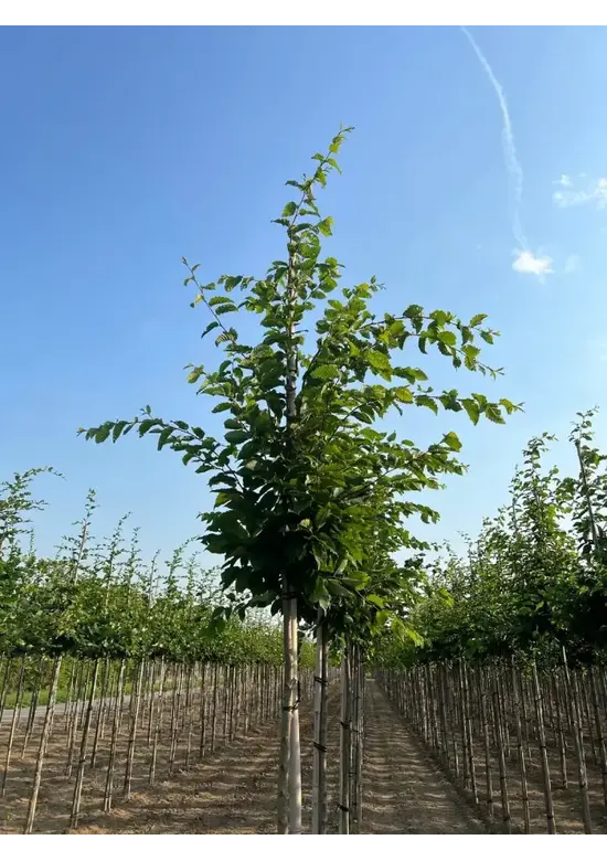 Hainbuche 'Frans Fontaine' | Carpinus betulus 'Frans Fontaine'