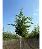Hainbuche 'Frans Fontaine' | Carpinus betulus 'Frans Fontaine'