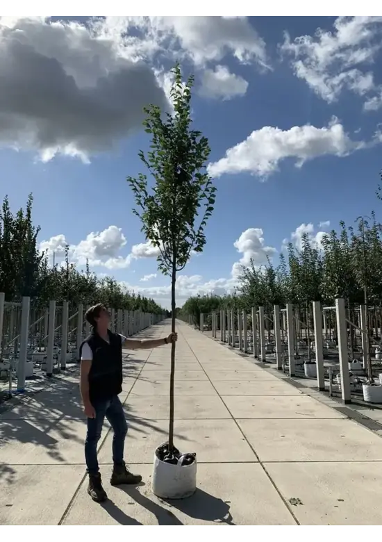 Hainbuche 'Frans Fontaine' | Carpinus betulus 'Frans Fontaine'