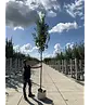 Hainbuche 'Frans Fontaine' | Carpinus betulus 'Frans Fontaine'