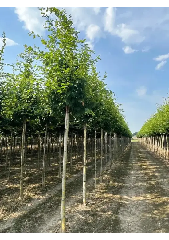 Hainbuche 'Frans Fontaine' | Carpinus betulus 'Frans Fontaine'