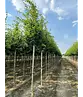 Hainbuche 'Frans Fontaine' | Carpinus betulus 'Frans Fontaine'