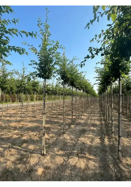 Hainbuche 'Frans Fontaine' | Carpinus betulus 'Frans Fontaine'