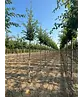 Hainbuche 'Frans Fontaine' | Carpinus betulus 'Frans Fontaine'