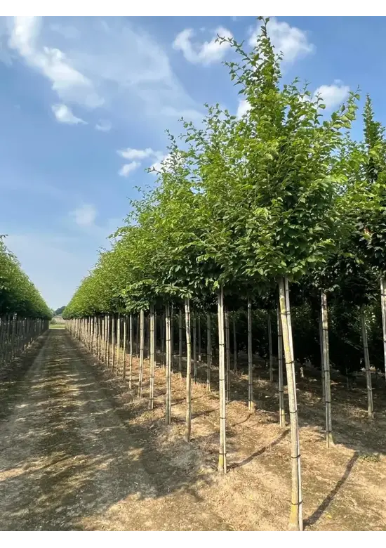 Hainbuche 'Frans Fontaine' | Carpinus betulus 'Frans Fontaine'