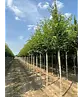 Hainbuche 'Frans Fontaine' | Carpinus betulus 'Frans Fontaine'