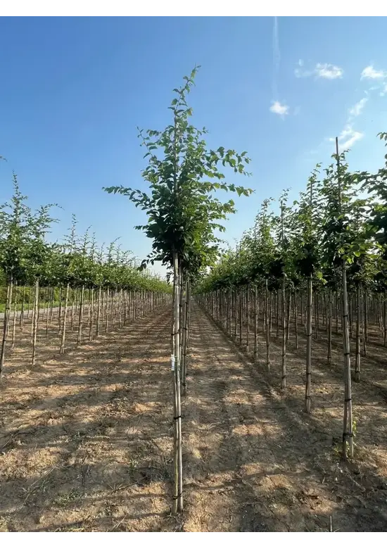 Hainbuche 'Frans Fontaine' | Carpinus betulus 'Frans Fontaine'