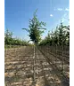 Hainbuche 'Frans Fontaine' | Carpinus betulus 'Frans Fontaine'