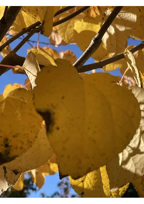 Lebkuchenbaum | Cercidiphyllum japonicum