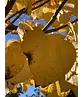 Lebkuchenbaum | Cercidiphyllum japonicum