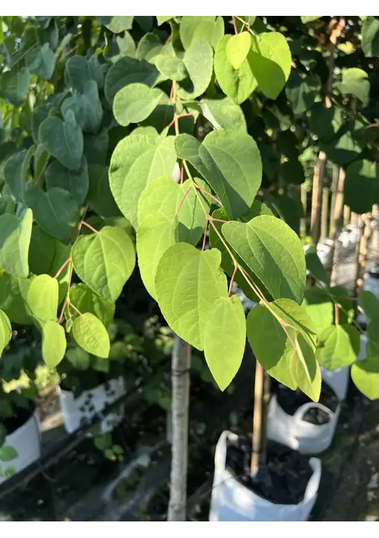 Lebkuchenbaum | Cercidiphyllum japonicum