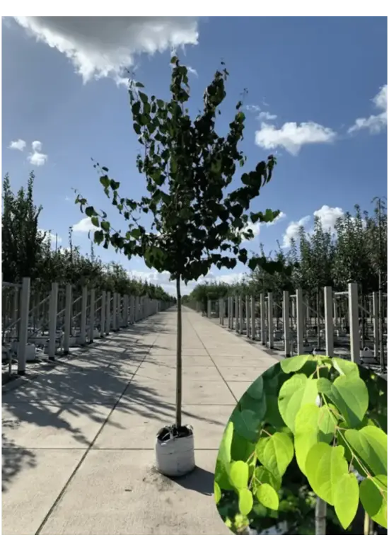 Lebkuchenbaum | Cercidiphyllum japonicum