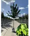 Lebkuchenbaum | Cercidiphyllum japonicum