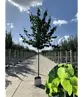 Lebkuchenbaum | Cercidiphyllum japonicum