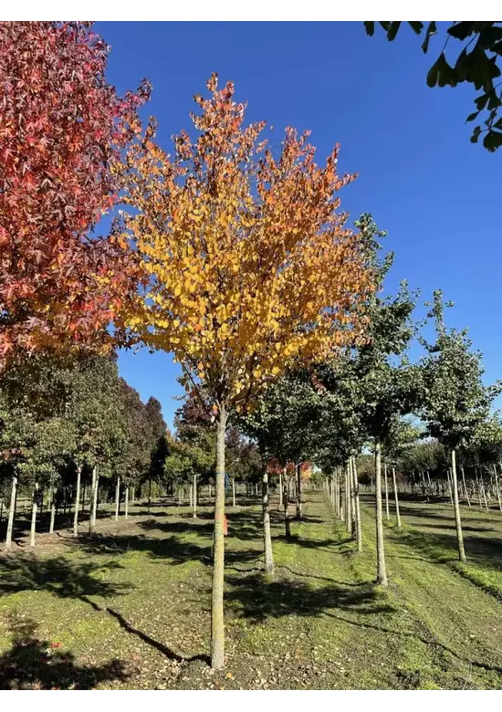 Lebkuchenbaum | Cercidiphyllum japonicum
