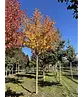 Lebkuchenbaum | Cercidiphyllum japonicum